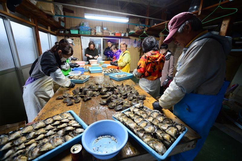 Cảnh khai thác ngọc trai tại trại nuôi cấy của Tanabe ở vịnh biển Ago, Ise Shima